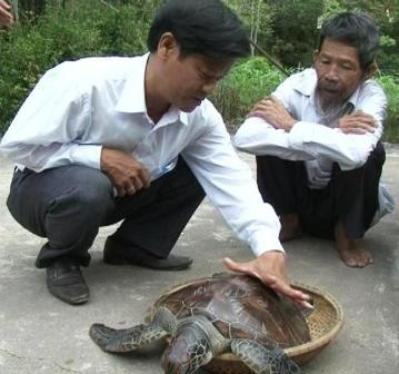 Con rùa biển quý