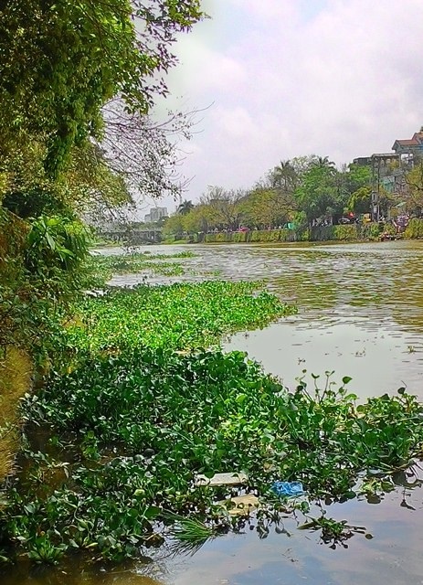 Những đoạn sông đầy bèo trong thành phố Huế. 