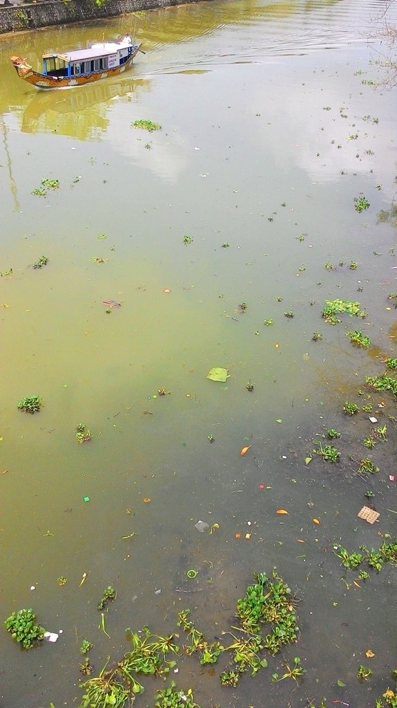 Sông Hương vốn trong xanh nay bị bèo tặc tấn công.