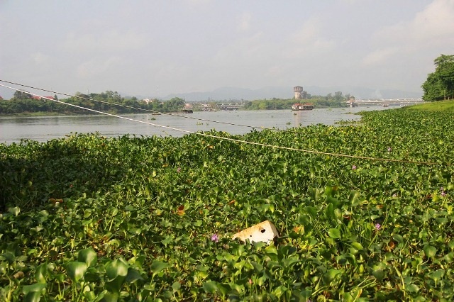 Bèo tấp về kín cả đoạn bờ sông phía trước bến Nghinh Lương Đình