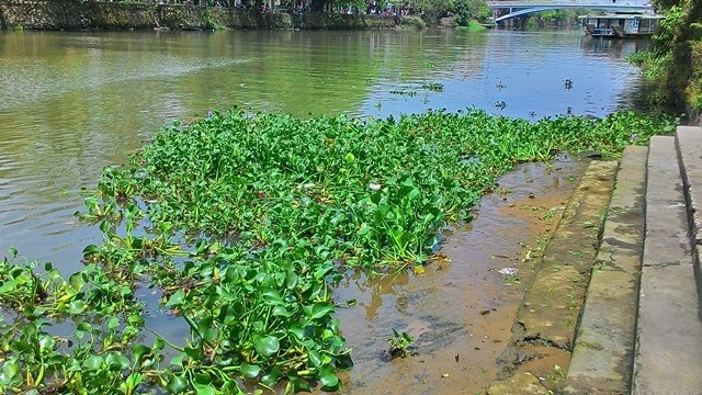 Bèo ở sông Đông Ba đoạn trước chùa Diệu Đế