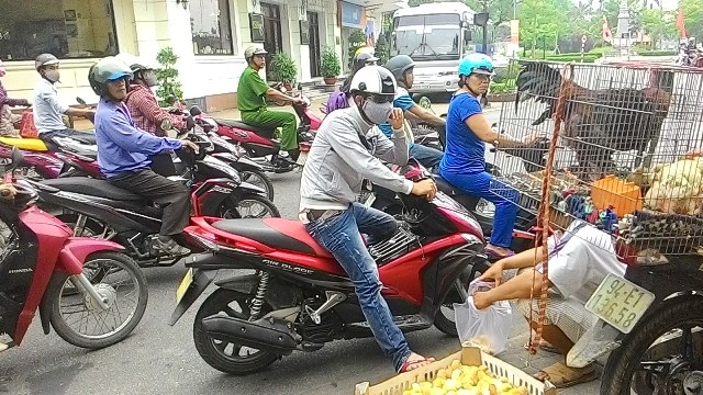 Dân Huế thích thú ngắm cặp gà 6 triệu đồng - 1 Người dân Huế tò mò vì lần đầu tiên được thấy gà Đông Tảo