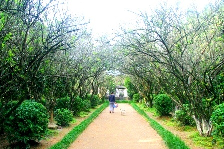 Lối vào đầy bóng mát của cây mai trắng ở nhà vườn An Hiên
