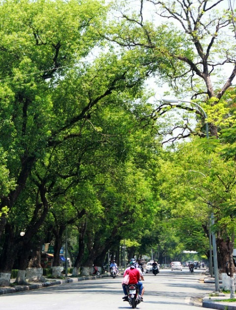 Huế - “Thành phố xanh” của Việt Nam - 9 Cây xanh xòe bóng mát nhiều đường phố ở Huế