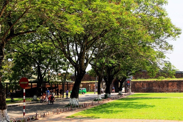 Huế - “Thành phố xanh” của Việt Nam - 12 Hàng cây phượng râm mát dẫn vào Đại Nội
