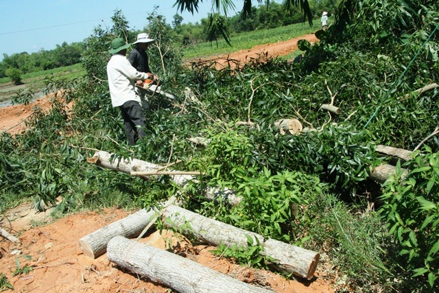 Lốc xoáy kinh hoàng lùa vào nhà đẩy thiếu nữ đi - 9 Người dân thôn Đồng Xuân đang cưa cây ngã do lốc