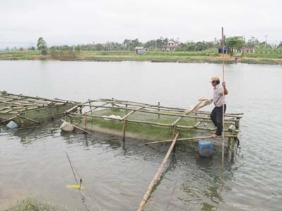 Người dân Huế nuôi cá bè (ảnh minh họa)