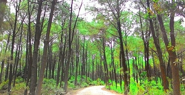 Huế sẽ có “Rừng mưa nhiệt đới” - 1 Huế sẽ có “Rừng mưa nhiệt đới”