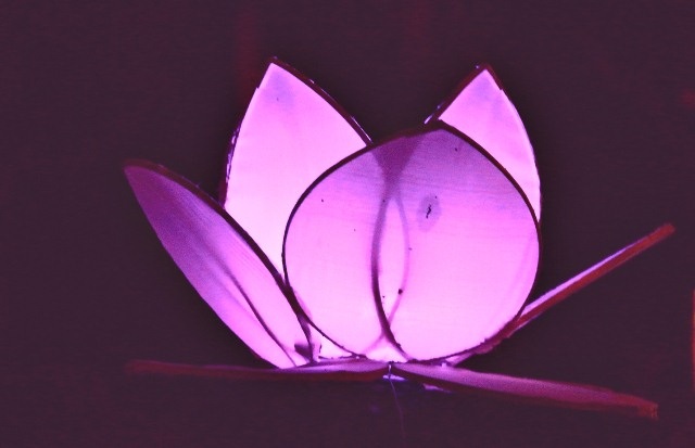 Hoa sen luôn là biểu tượng đặc trưng cho sự thuần khiết trong Phật giáo