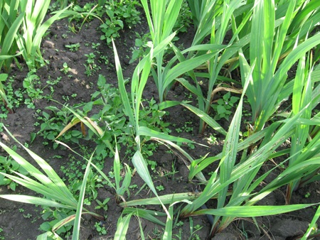 Vườn hoa dơn hỏng sắp bị nhổ bỏ