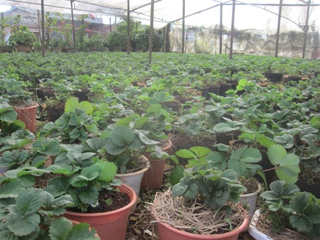 Vườn dâu tây nhà ông Cương bị quăn lá do thời tiết nóng, lạnh thất thường