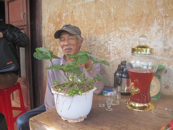 Vườn dâu tây nhà ông Cương bị quăn lá do thời tiết nóng, lạnh thất thường