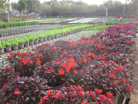 Vườn dâu tây nhà ông Cương bị quăn lá do thời tiết nóng, lạnh thất thường