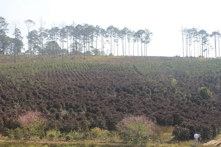 Hàng trăm ha cà phê bị sương muối phá hoại khiến nhiều người dân sắp lâm vào cảnh khó khăn