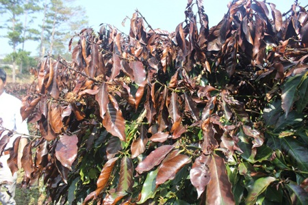 Sương muối làm cháy đen cây cà phê