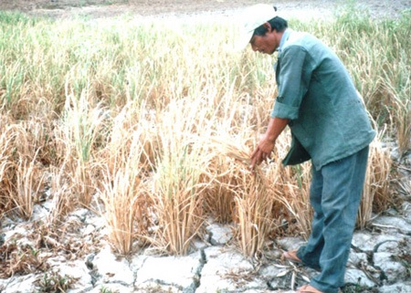 Gia Lai công bố hạn hán - 2 Nhiều diện tích cây trồng chết khô vì không có nước.