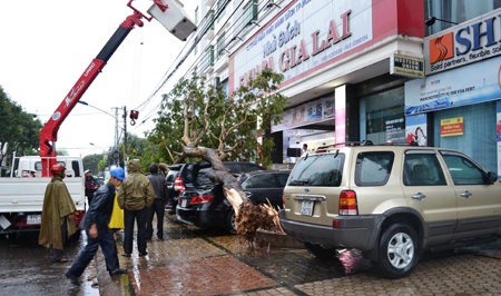 Cây xanh bật gốc đổ đè 3 ô tô - 2 Giải cứu 3 chiếc xe.
