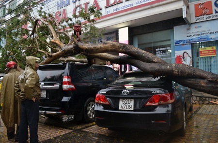 3 ô tô bị cây đè