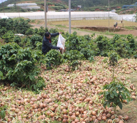 Hành tây được đổ bỏ kín rẫy cà phê