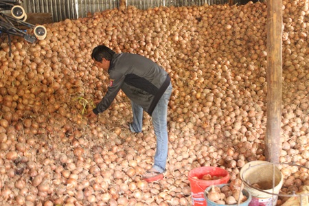 Cả tấn hành tây nhà anh Nam mọc mầm chờ... đổ đi