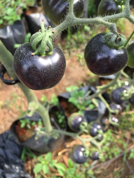 Cà chua đen ở Lâm Đồng