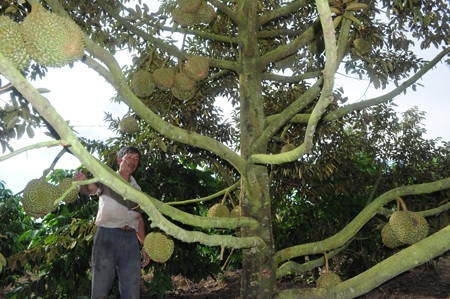 Nông dân vui mừng với mùa sầu riêng năm nay