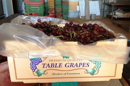 “Việt Nam thôi nhập hoa quả tươi Australia vì lo ruồi” - 1 Nho đỏ tròn của Australia được ưa chuộng ở Việt Nam - Ảnh: ABC.