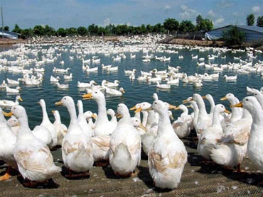 Sự biến đổi của vi rút cúm gia cầm có nguy hiểm? - 1