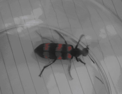 Nhầm sâu độc là bọ xít, hai người tử vong - 1 Nhầm sâu độc là bọ xít, hai người tử vong - 1