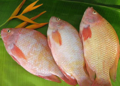 Không phát hiện cá nuôi nhiễm chất cấm - 1 Không phát hiện cá nuôi nhiễm chất cấm