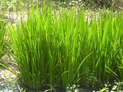 Dừng cấp đăng kí mới loại thuốc ho bổ phế có chất gây ung thư - 1 Cây xương bồ