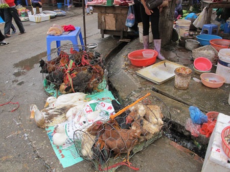 Nhiều chủng cúm mới từ gia cầm đang đe dọa sức khỏe người dân. Ảnh minh họa: T.A