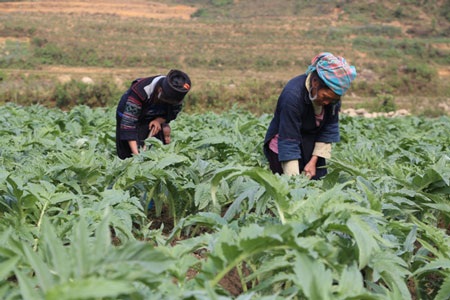 Rượu bia và những nguy hại cho đàn ông Việt - 2 Vùng trồng cây Atisô theo tiêu chuẩn GACP-WHO