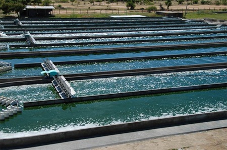 Những vùng đất "vàng" cho sức khỏe Việt Nam - 4 Hồ nuôi trồng tảo khoáng Spirulina tại Vĩnh Hảo, Bình Thuận