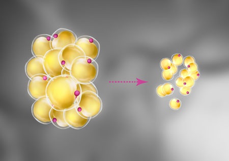 Phát phì vì... mỡ trắng