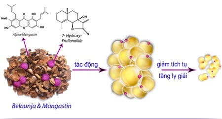 Vật lộn “cuộc chiến” giảm cân - 2 Các hoạt chất sinh học
quý từ