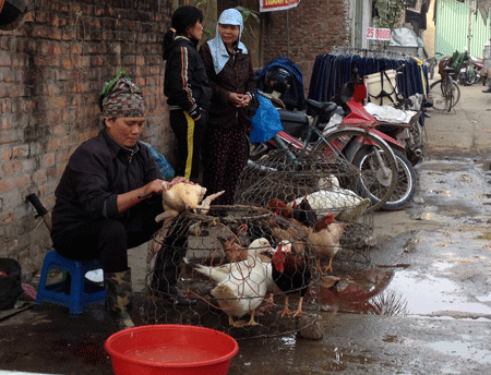 Cúm A/H5N1 đang quay trở lại, đe dọa sức khỏe người dân