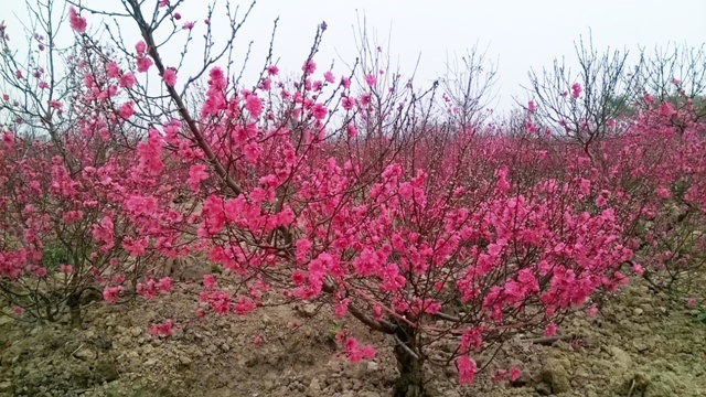 Người mua đào dạo mỏi mắt mới tậu được cây về chưng tết còn nụ tại 1 nhà vườn