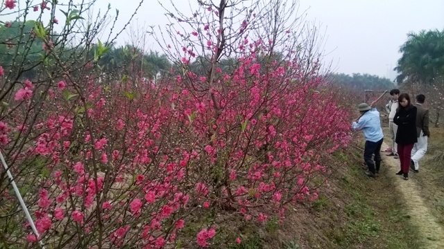 Người mua đào dạo mỏi mắt mới tậu được cây về chưng tết còn nụ tại 1 nhà vườn