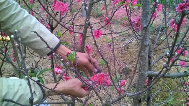 Cả vườn đào bung nở hoa từ sớm khiến người dân khóc dở, mếu dở