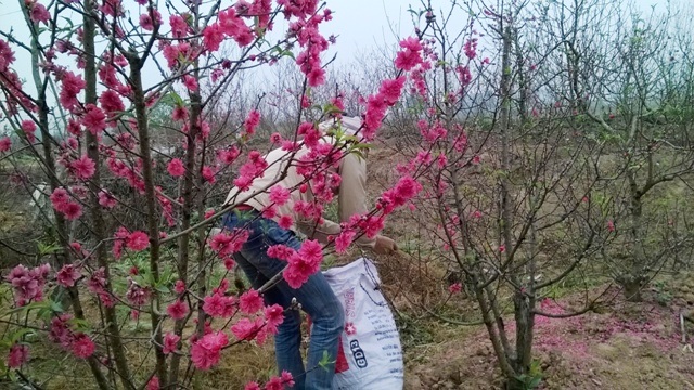 Cả vườn đào bung nở hoa từ sớm khiến người dân khóc dở, mếu dở