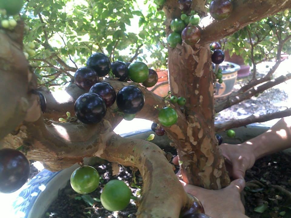 Cây có thể trồng trong chậu ki