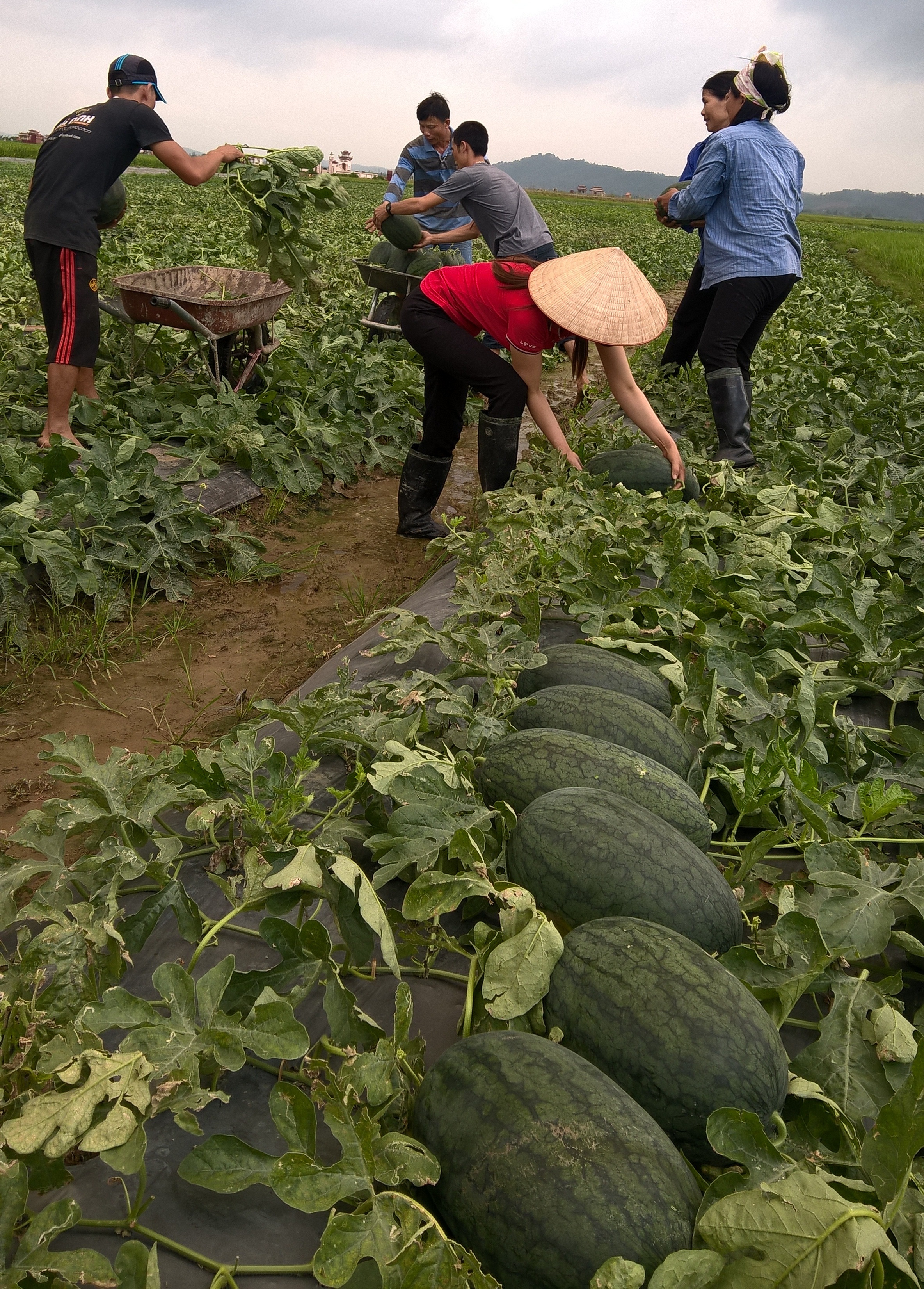 Các hộ dân cùng thu hoạch dưa để chờ thương lái thu mua tập trung