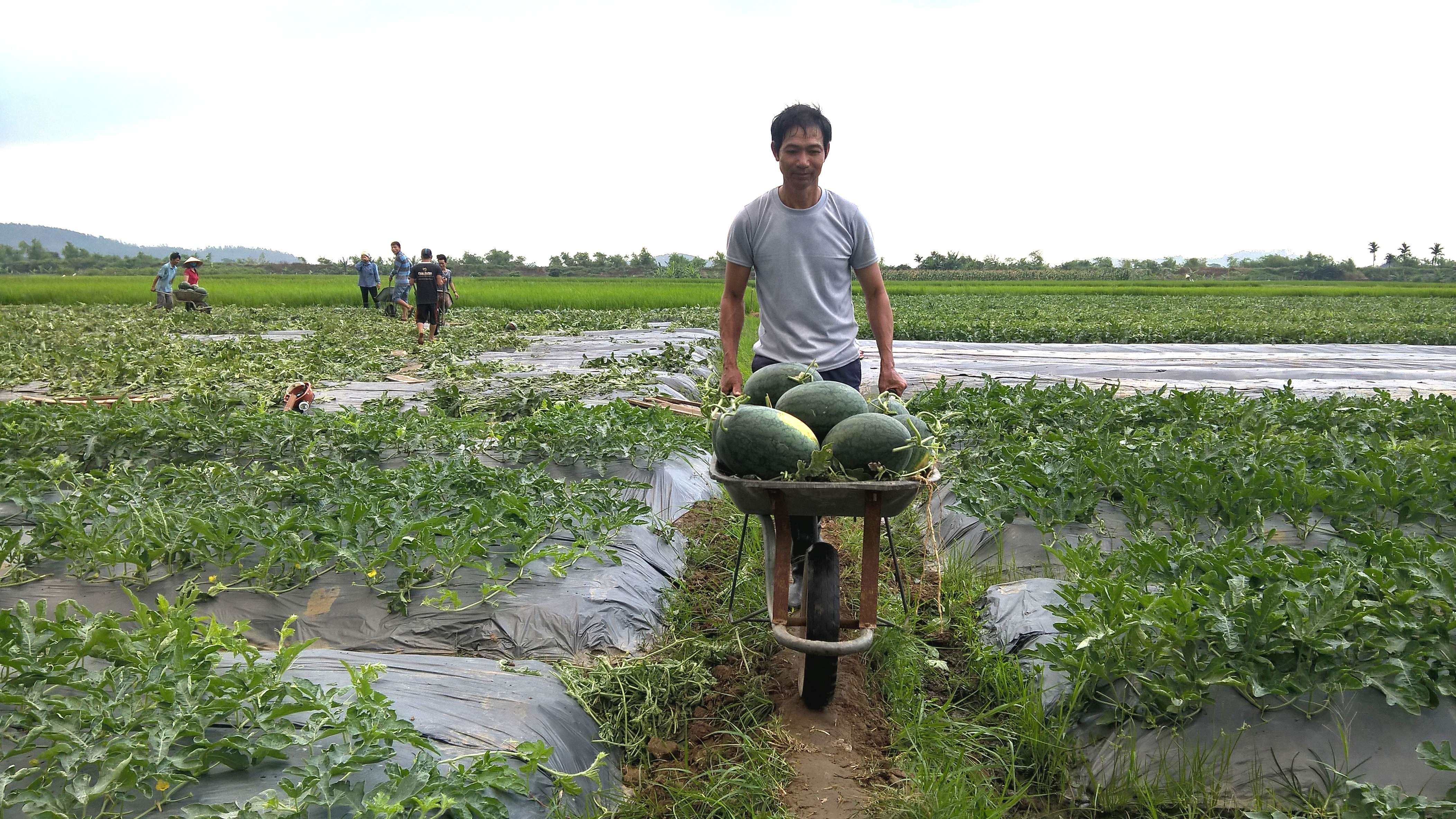 Người nông dân này vẫn không biết giá dưa b