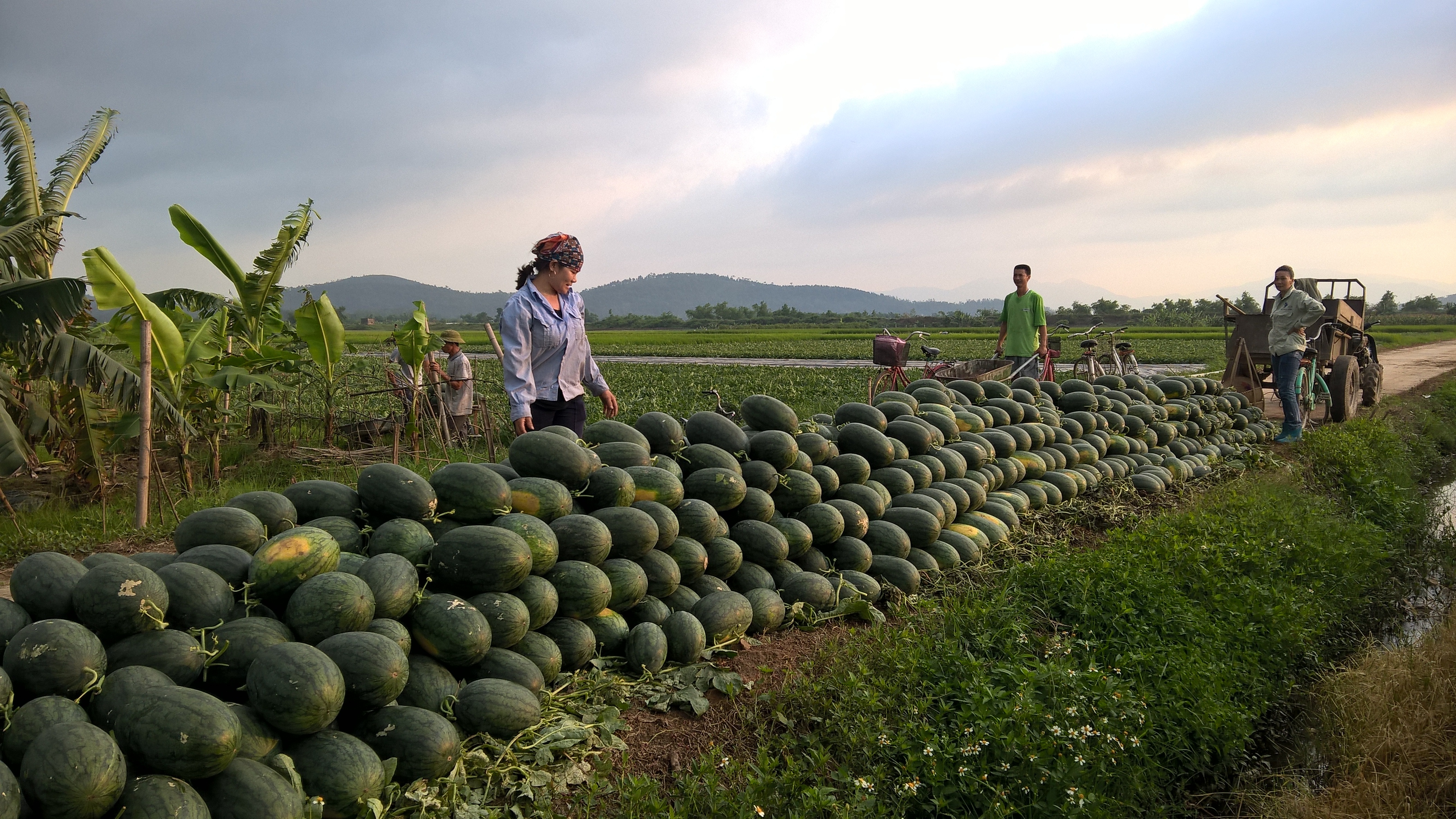 Các hộ dân cùng thu hoạch dưa để chờ thương lái thu mua tập trung