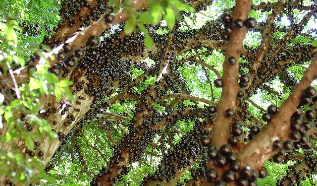 Tại Trung Quốc, nho 