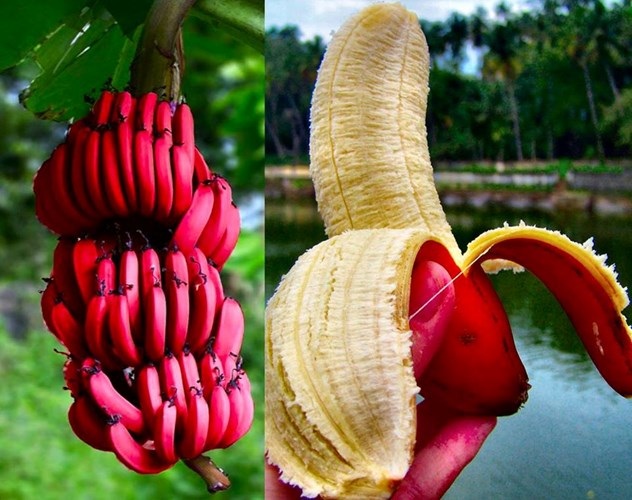 Những cây độc, quả lạ khiến người dùng Việt “phát sốt” - 5 Ngô bảy màu, chuối đỏ, dưa hấu đen