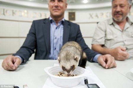 Chồn “tiên tri” dự đoán kết quả Euro 2012 - 3 Chồn “tiên tri” dự đoán kết quả Euro 2012 - 3