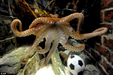 Chồn “tiên tri” dự đoán kết quả Euro 2012 - 4 Chồn “tiên tri” dự đoán kết quả Euro 2012 - 4