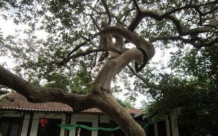 Chiêm ngưỡng cây ổi lạ có giá hàng trăm triệu - 1 Chiêm ngưỡng cây ổi lạ có giá hàng trăm triệu